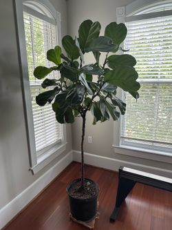 6’ Fiddle Leaf Fig  — Healthy