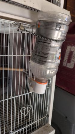 Ring Neck No Cages No Nests 