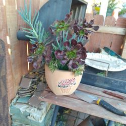 Beautiful pot with  succulents