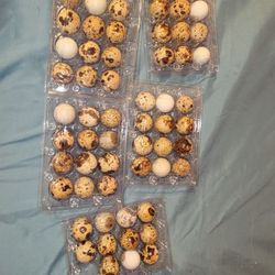 Quail Eggs