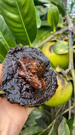 Baby black sapote trees😃🌿🌿🌿