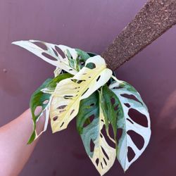 6” variegated adansonii tricolor 
