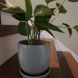 Pothos Potted Plant