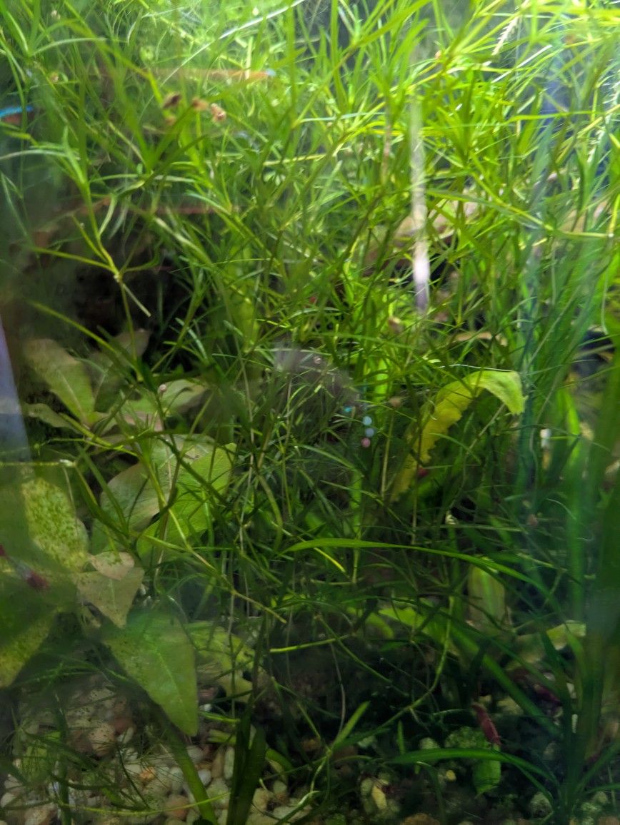 Guppy Grass $5