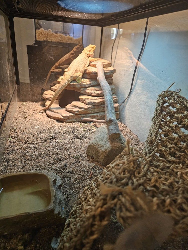 Bearded Dragon Terrarium