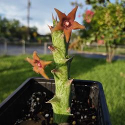 Plantas De Stapelia 