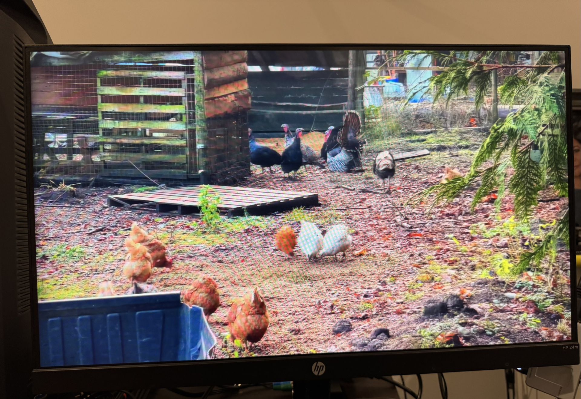HP Monitor LCD 1080p