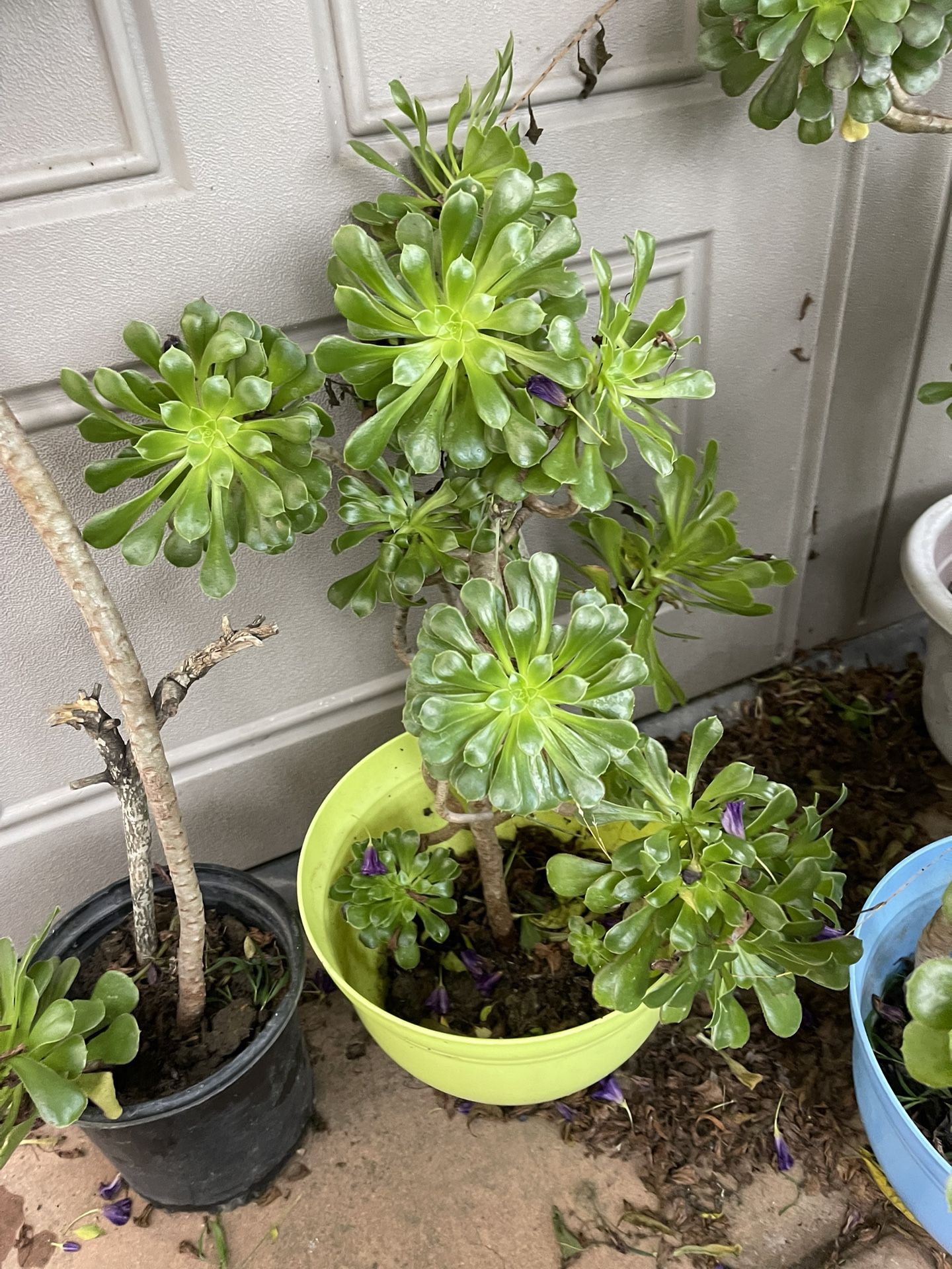 Green Tall Plant