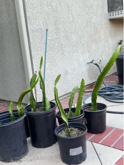 Dragon fruit yellow Grows super fast