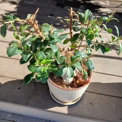 LOVELY PLANT 😍❤️🌻🎊/////OLD////