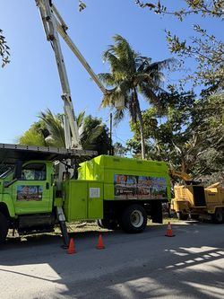 Palm and tree trimming