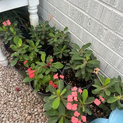 Plants for sale 10 each 