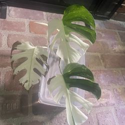 Monstera Albo 