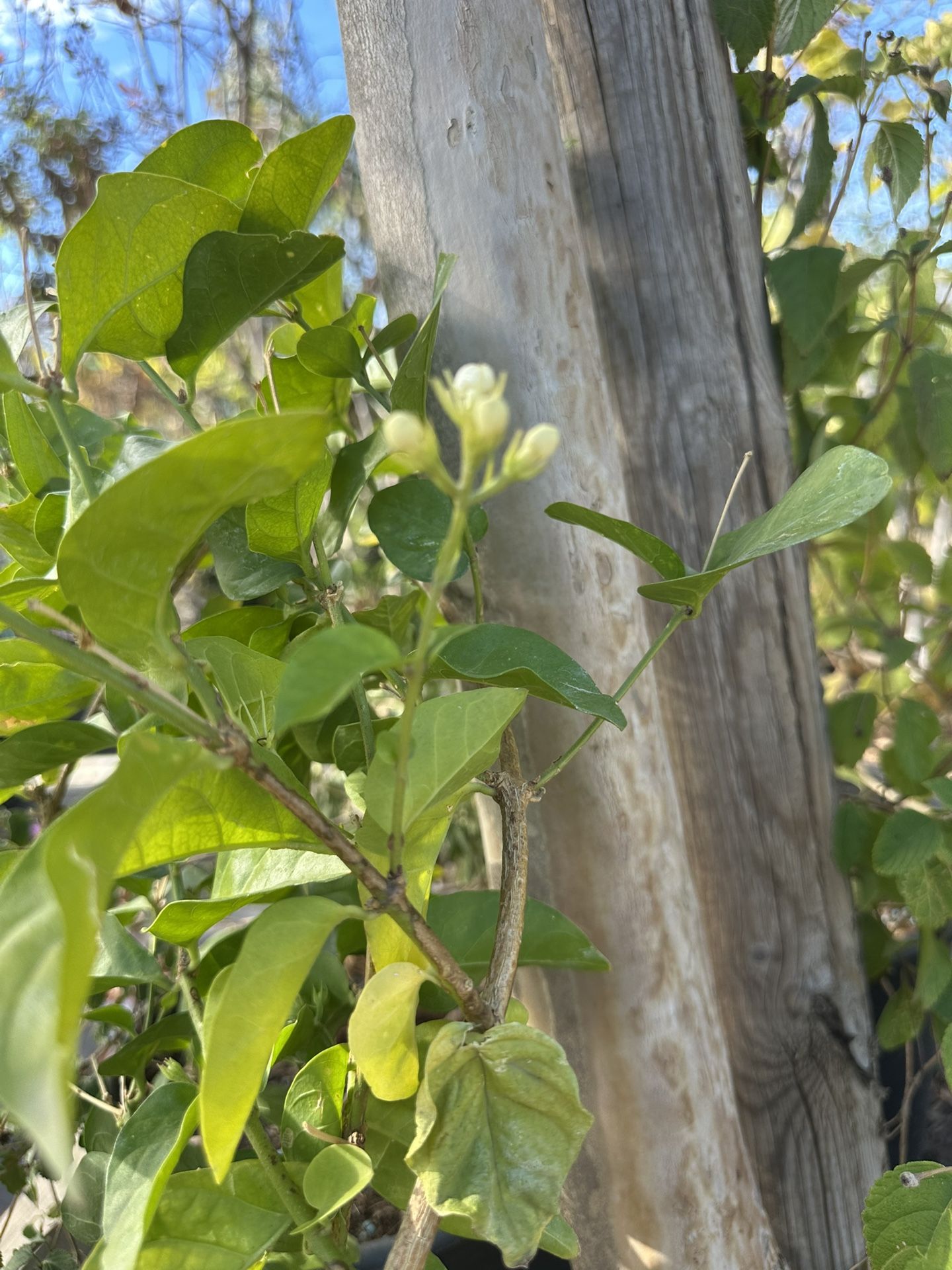 Arabian Jasmine Plant