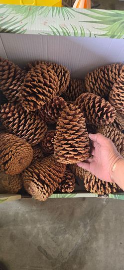 Pine cones