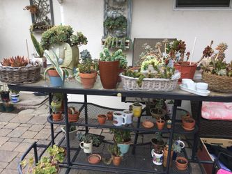 Succulent variety starting at $2-10