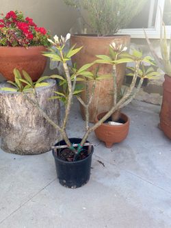 Plumeria white with yellow