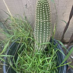 Cactus 🌵 Give Beautiful Flowers 