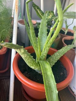 Aloe Vera