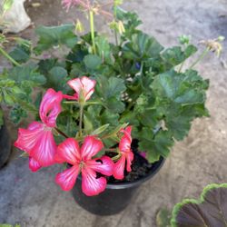 Planta De Geranium, Malva, Malvon , En Maceta De 1 Gallon Pick Up Only
