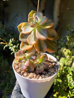 $32 - Purple Delight Variegated Cluster (6 left)
