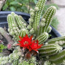 Blooming Cactus 