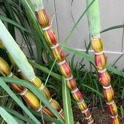 Rare “Egg” Sugarcane Plant