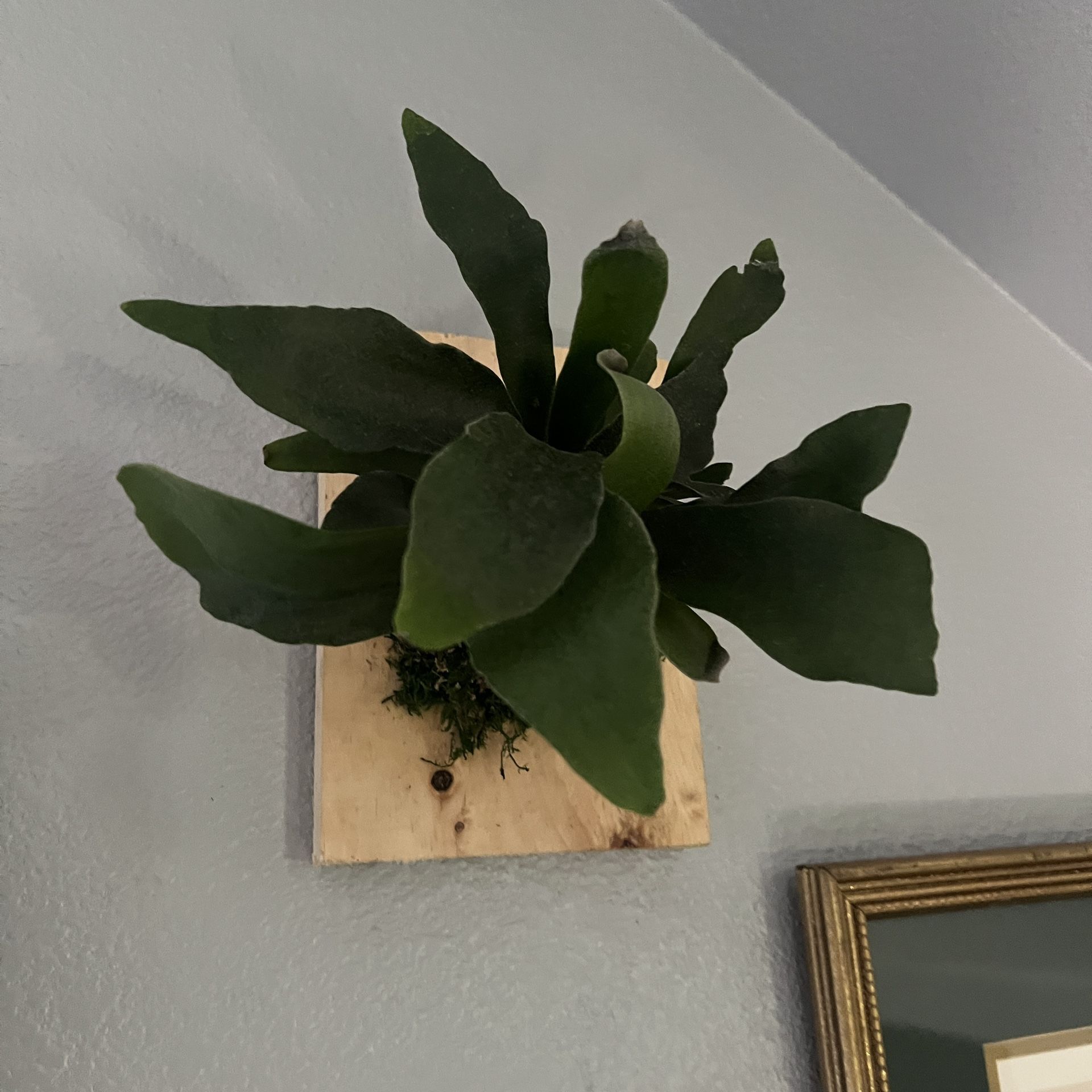πΏ Wall-Mounted Staghorn Fern on Natural Wood πͺ΅