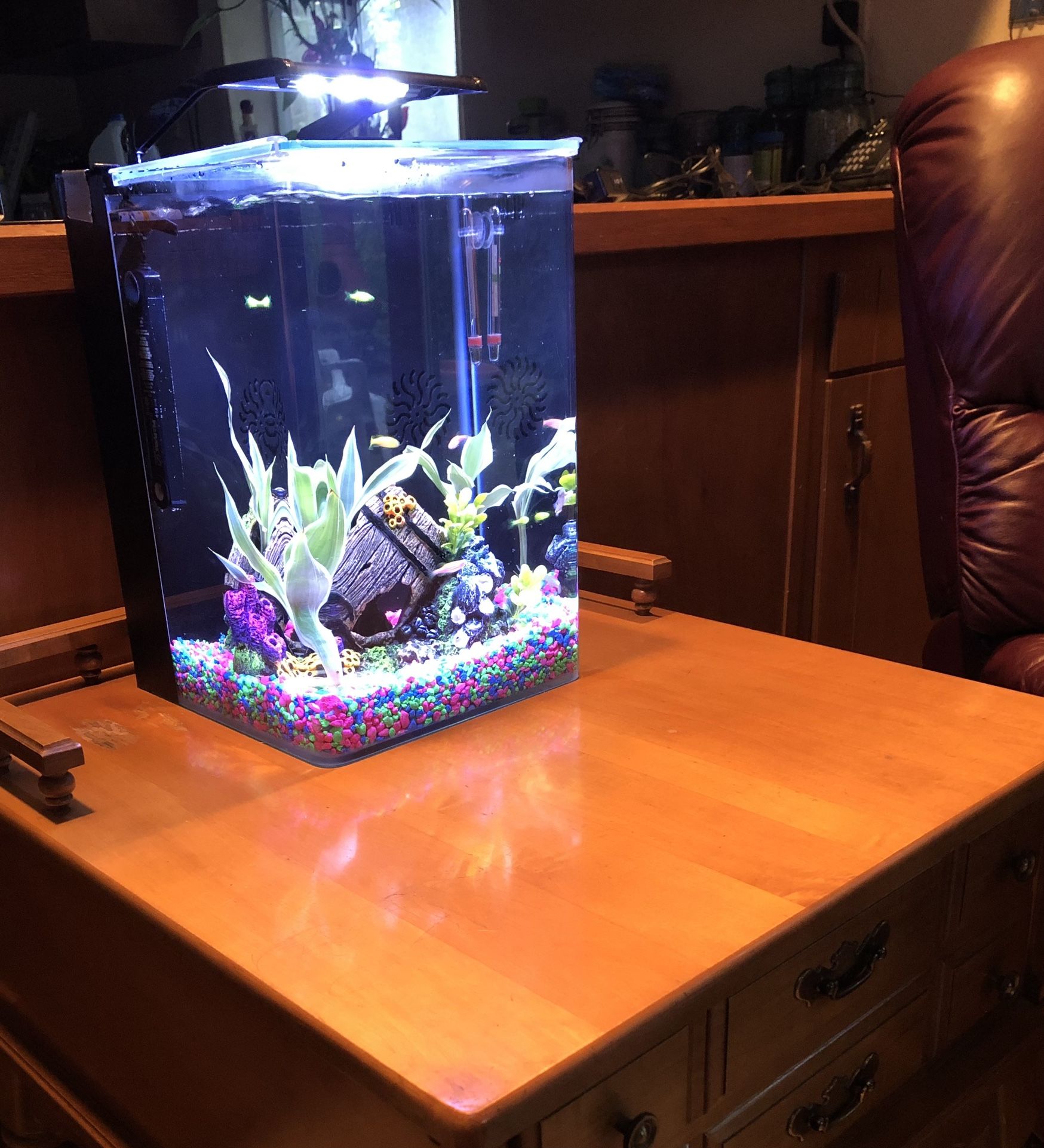 Fish Tank 