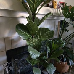 Fiddle Fig Leaf