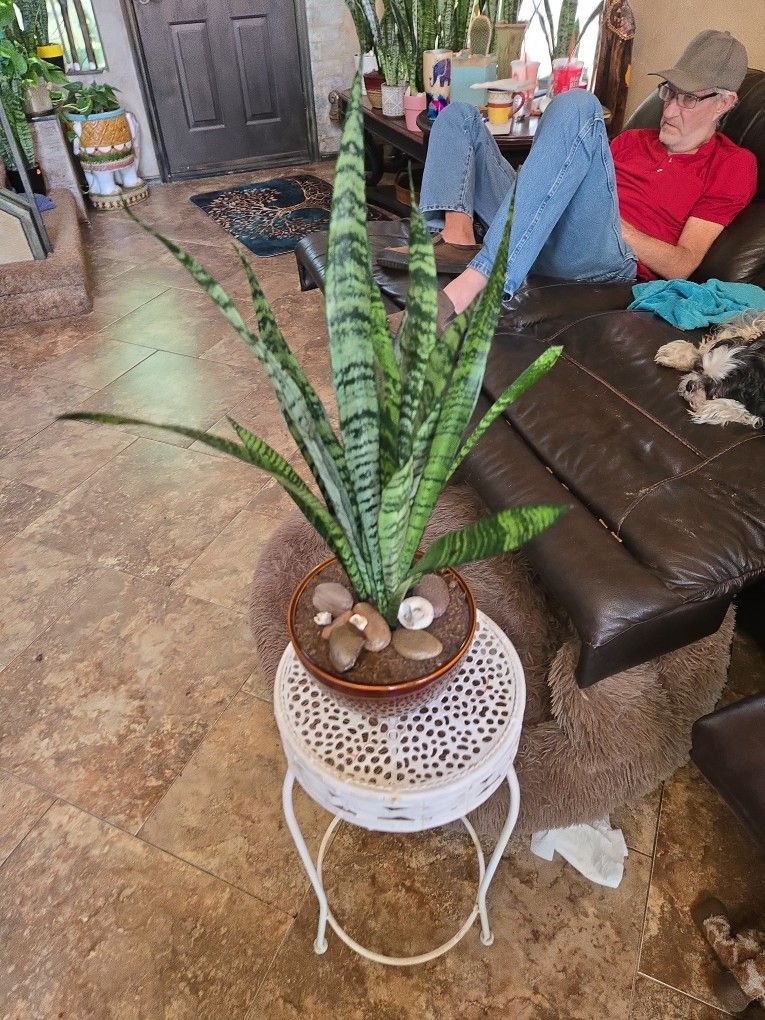 Sansevieria Snake Plant In Ceramic Pot With Stones And Shells