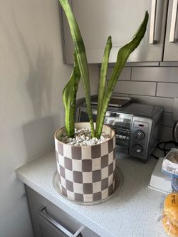 Snake Plant in Checkered Ceramic Pot