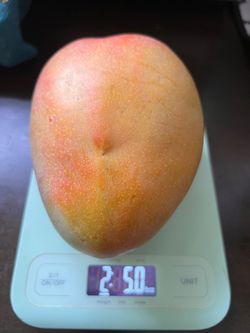 Organic mangoes