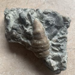 Fossils 