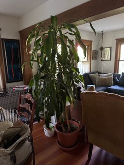 Large Dracaena aka Janet Craig