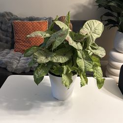 6”syngonium confetti