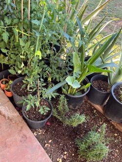 Endless Possibilities Of Plants