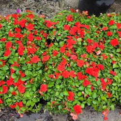 Impatiens 