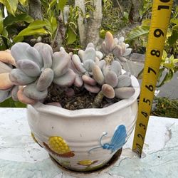 Succulents 