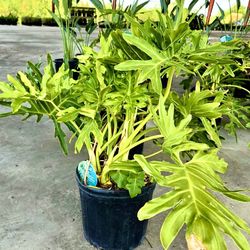 Plants Thaumatophyllum xanadu