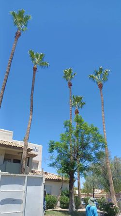 Palm Trees Season 🌴