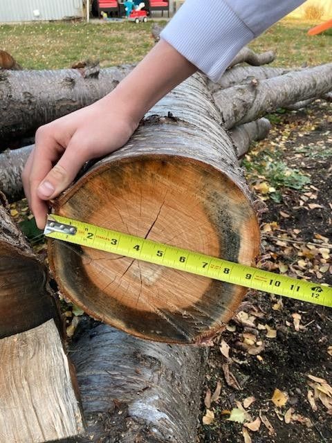 Large Cedar Tree..
