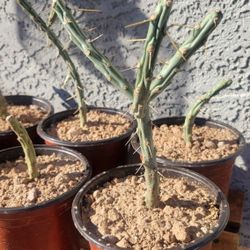 Klein’s Pencil Cholla - Rooted (Cylindropuntia kleiniae)