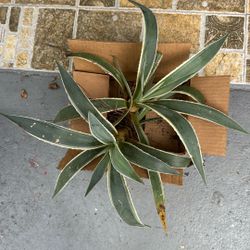 Two Baby Agave Plant 