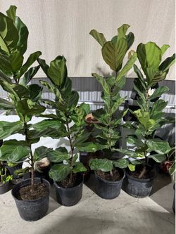 Ficus Lyrata $35 cada una