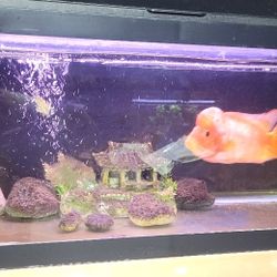 20 Gallon Fish Tank (Bare Tank)