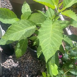 Angels Trumpet 