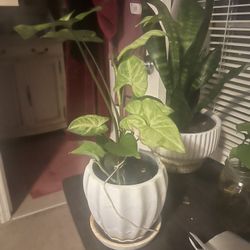 Planters and plants for sale 