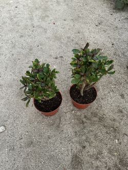 Corona de Cristo Each 