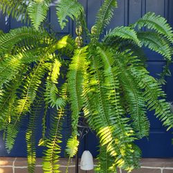 Huge Fern In Big Pot 
